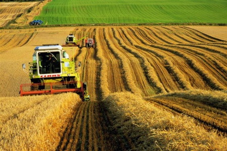 Рекордный урожай в Украине