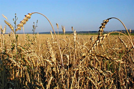 Китай поможет украинским аграриям